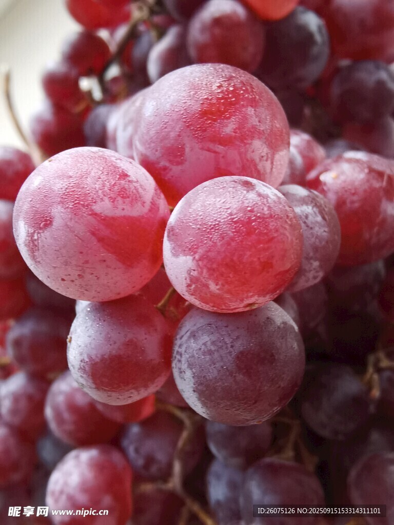 新鲜红葡萄特写