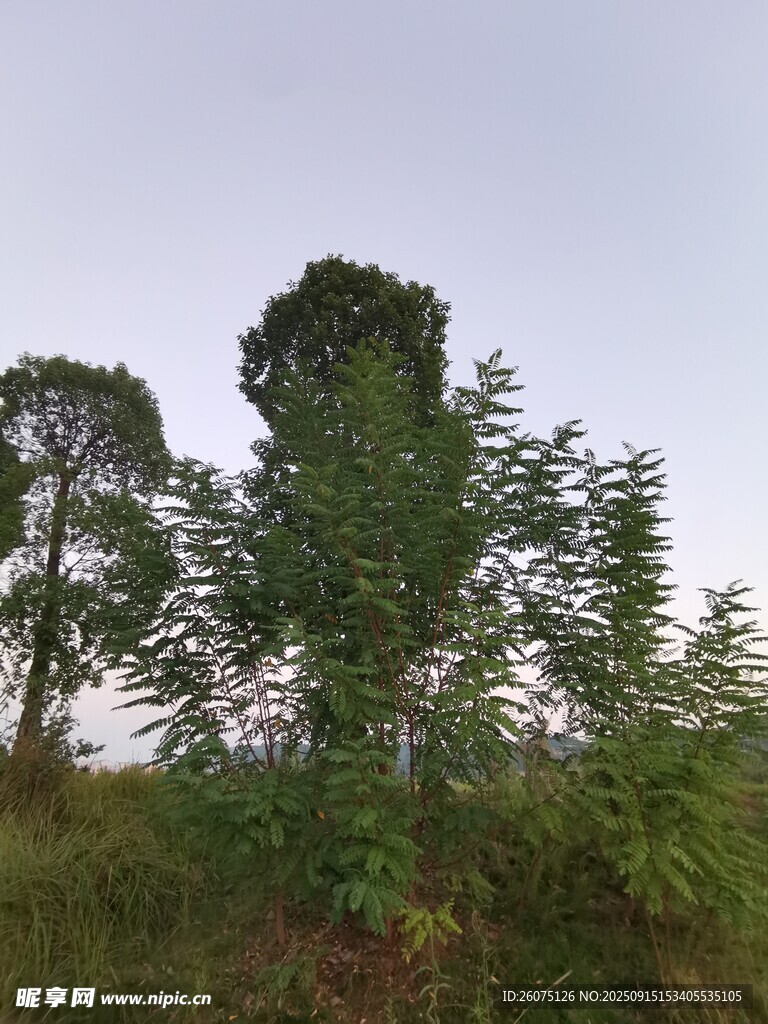 野外葱郁树木与繁茂植被