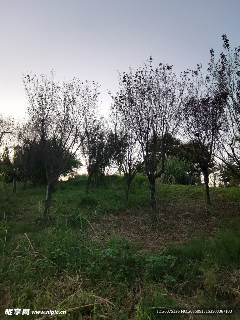 郊外草地树木风景图