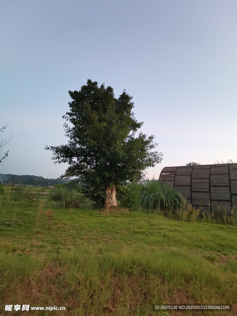 田野中的孤独大树
