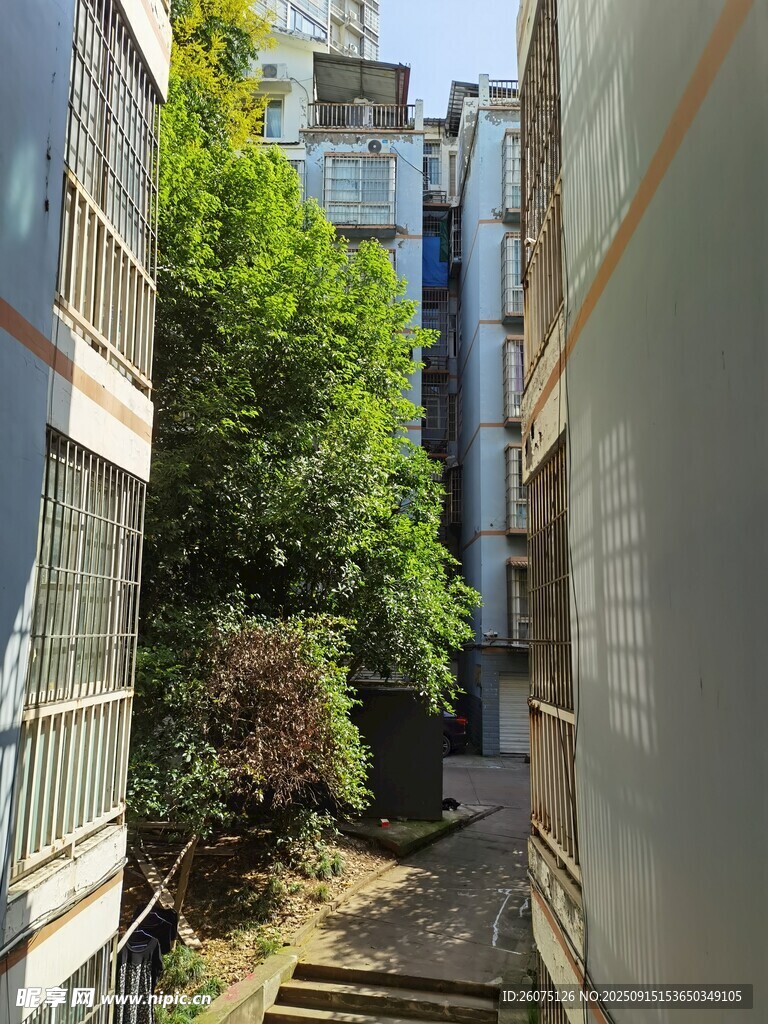狭窄巷道间的绿植景观