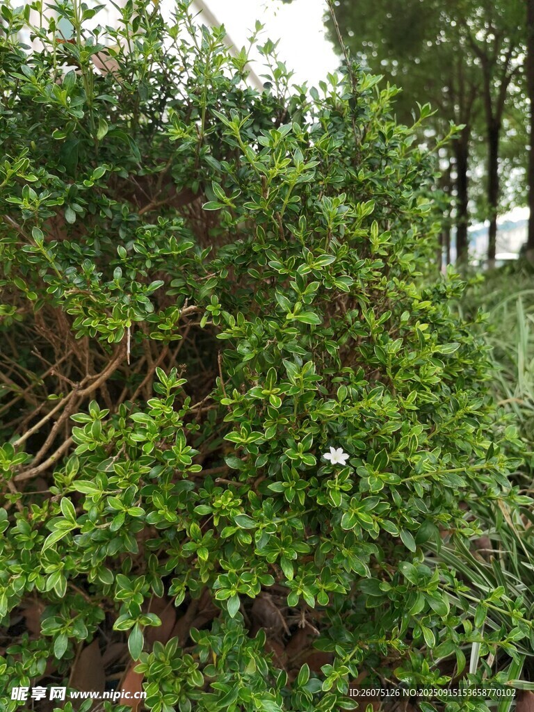 茂密绿植景观