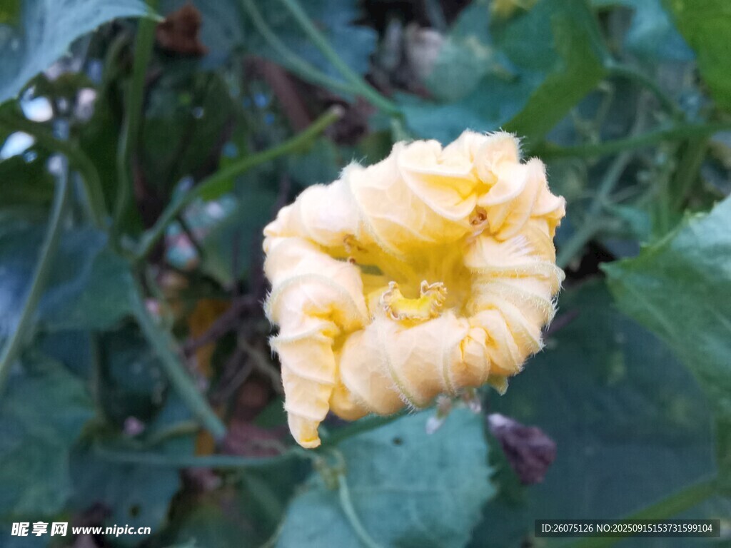 绽放的黄色南瓜花