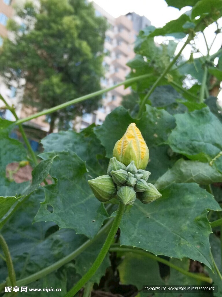 黄秋葵植株上的花苞