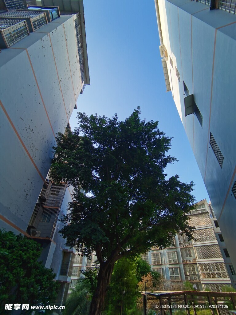楼间绿树映蓝天