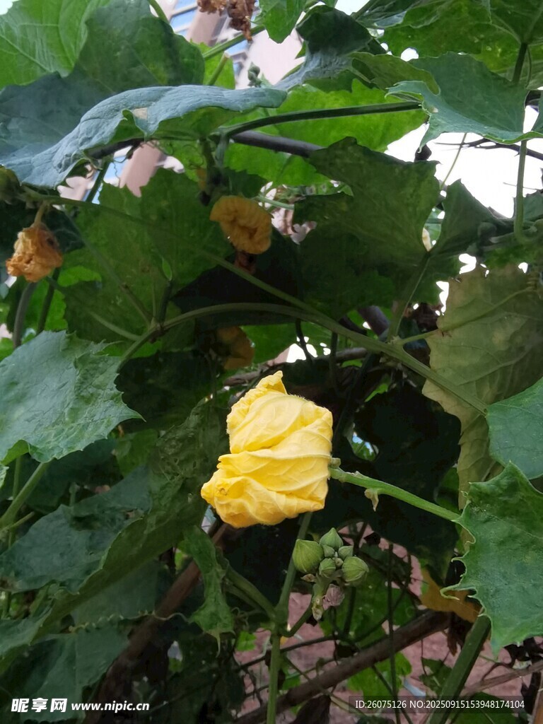 藤蔓上的黄色瓜花