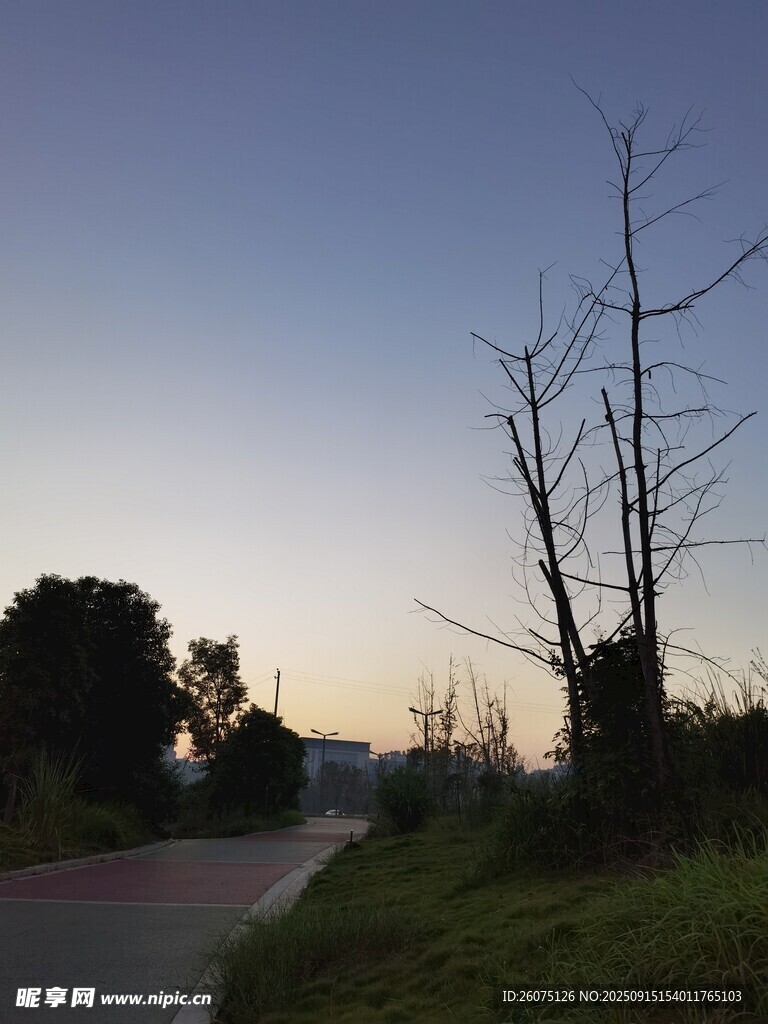黄昏小路旁的枯树景象