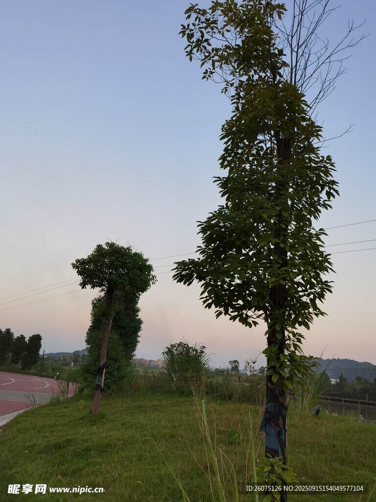 黄昏草地旁的两棵独特树木