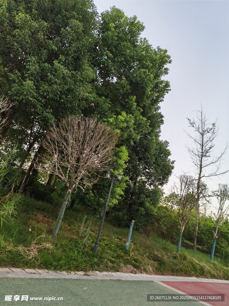 户外绿树环绕的运动场地
