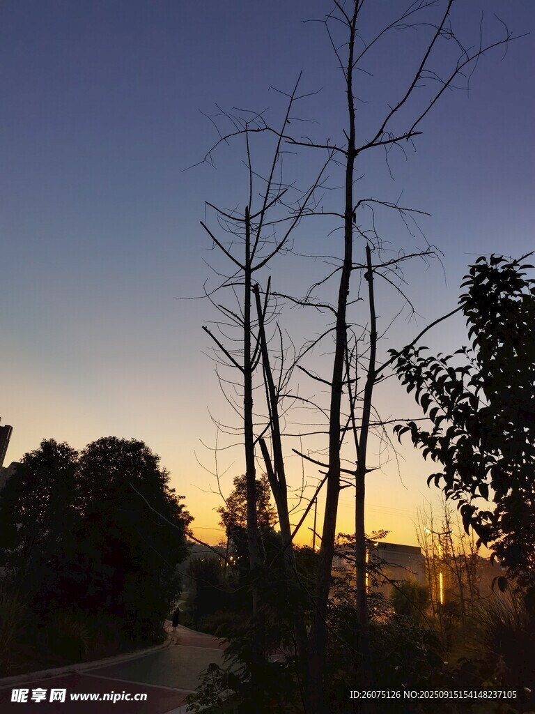 夕阳下的枯树与葱郁树木