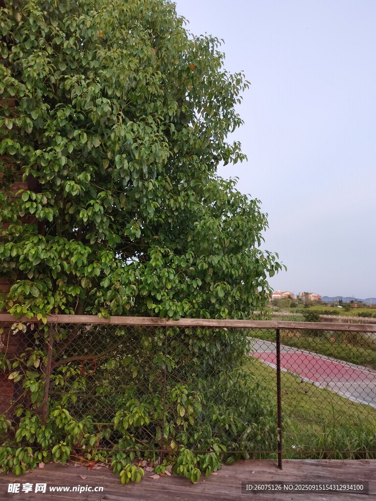 路边绿植与远处道路景观