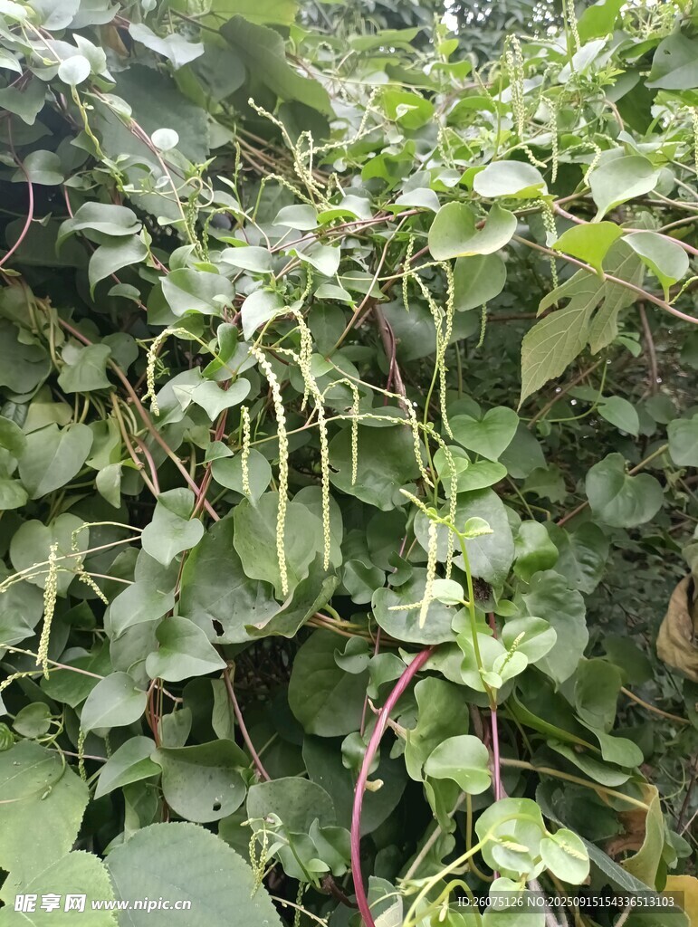 繁茂的绿色藤蔓植物