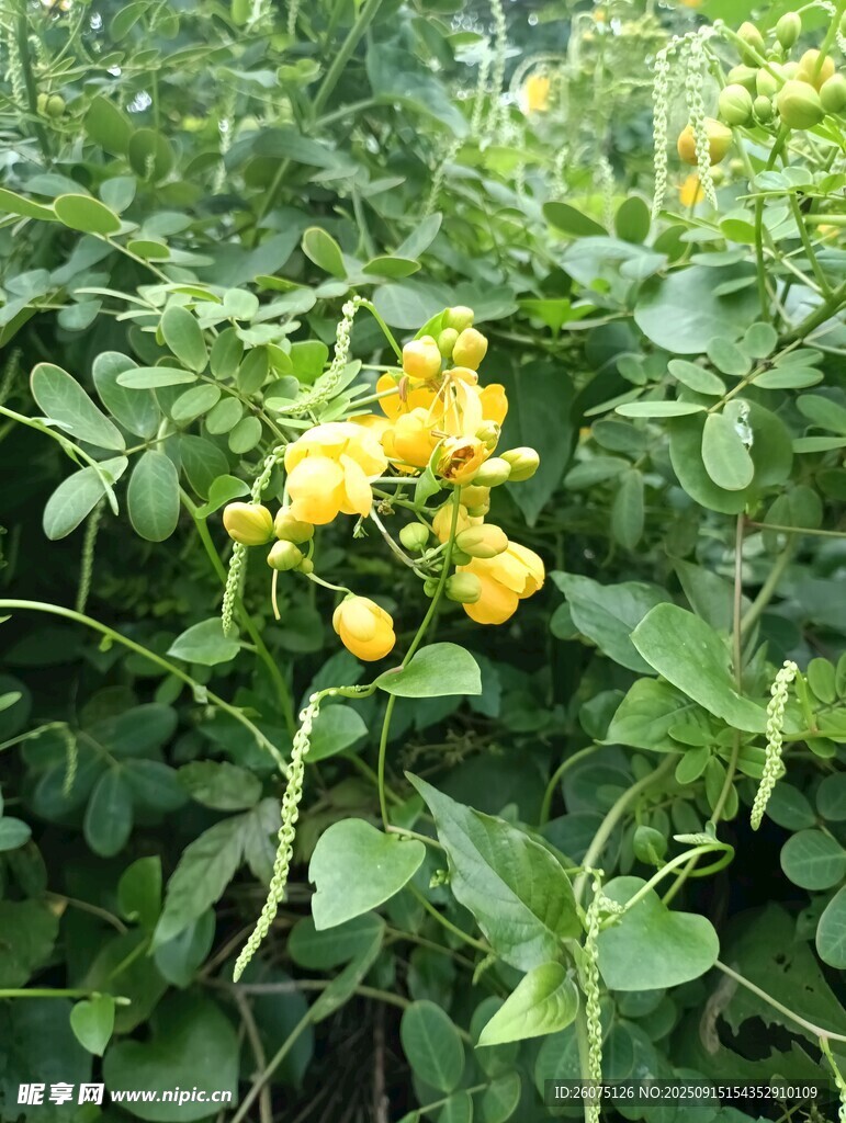 枝头绽放的明艳黄色小花