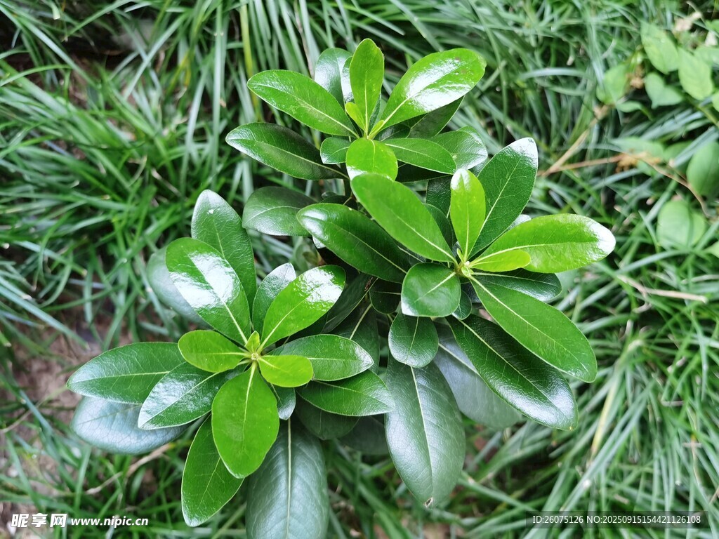 翠绿叶片的绿植景观