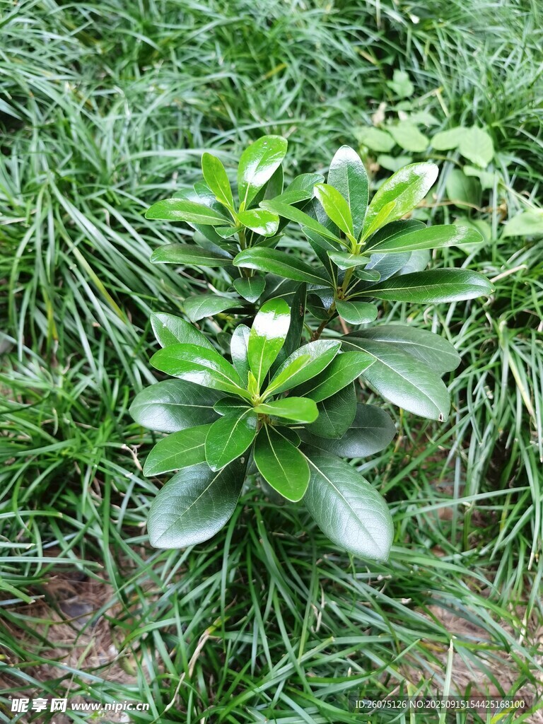 绿叶繁茂的绿植特写