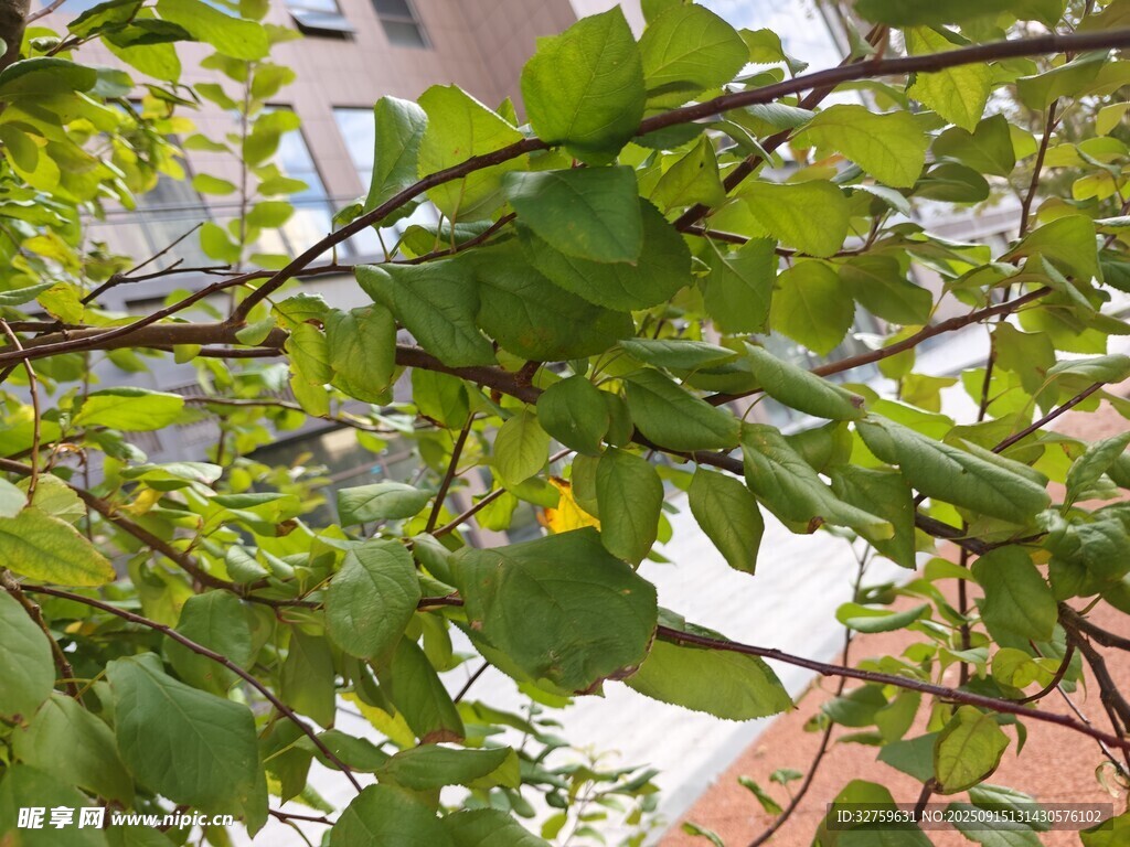 绿叶繁茂的树枝