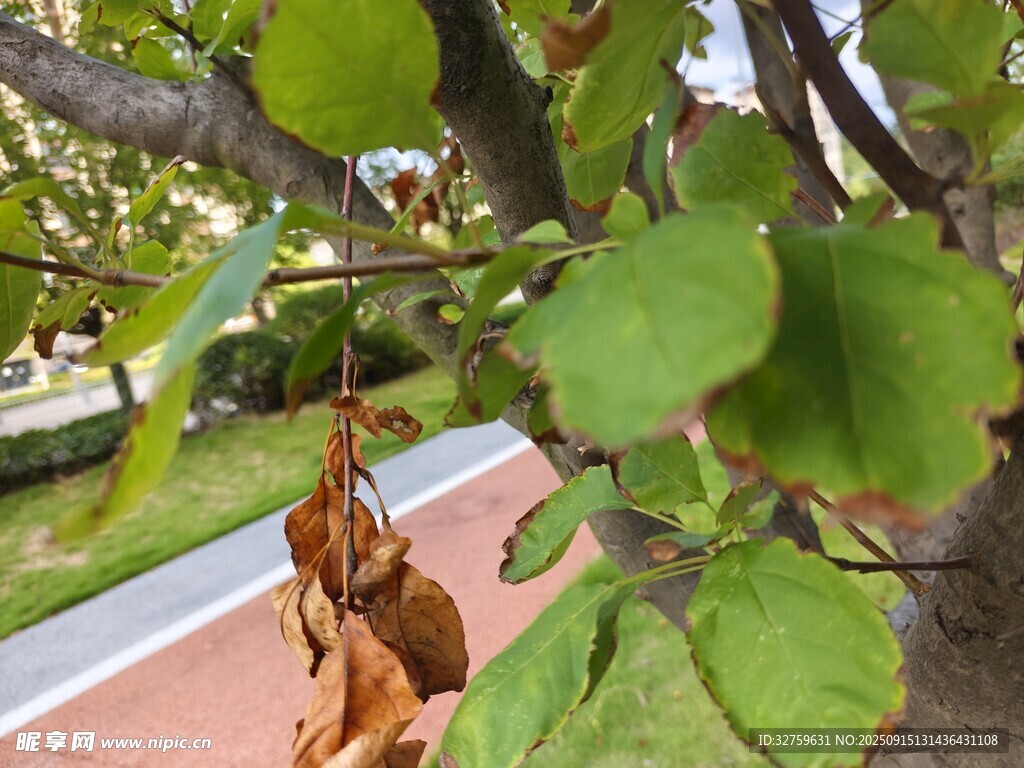 枝头绿叶间的可爱小鸟