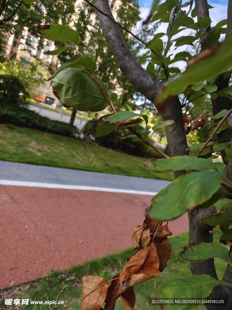 路边绿植 