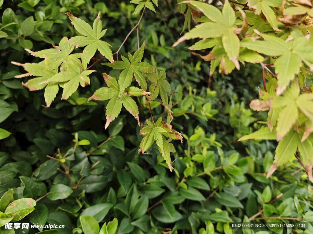 翠绿间的斑斓枫叶