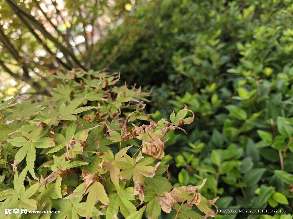 繁茂绿植景观