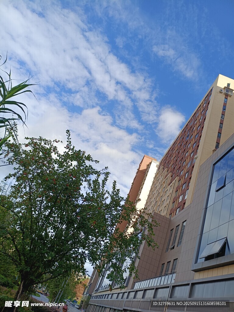 城市街景中的建筑与绿树