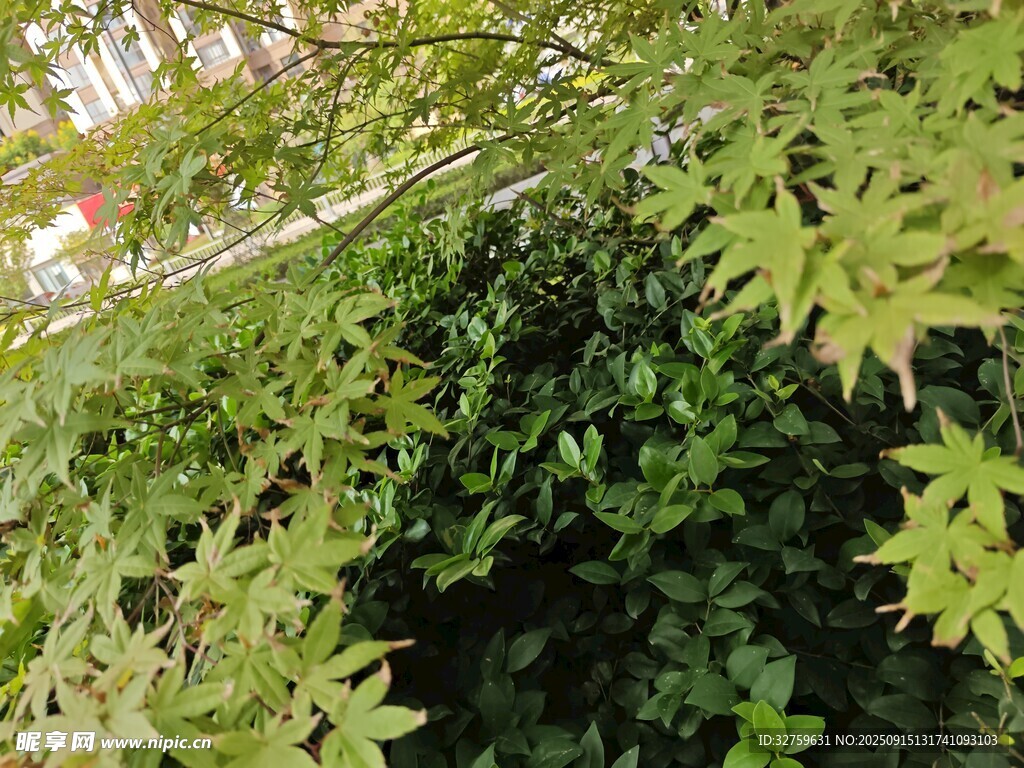 翠绿枝叶间的生机景象