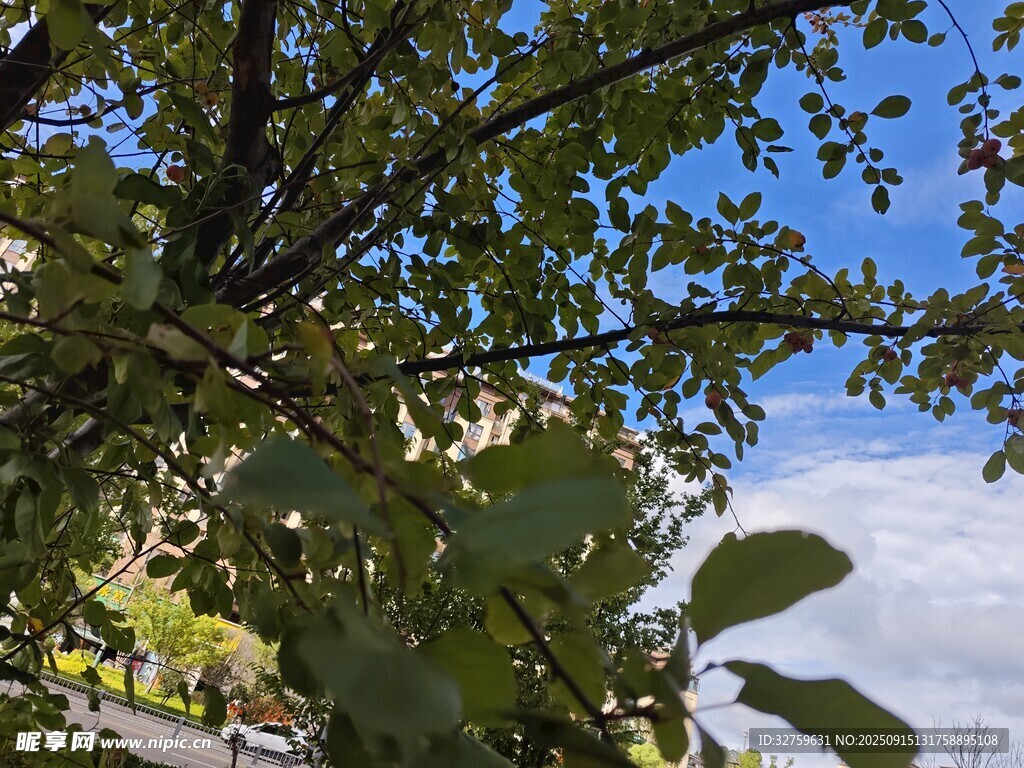 枝叶间俯瞰云海美景