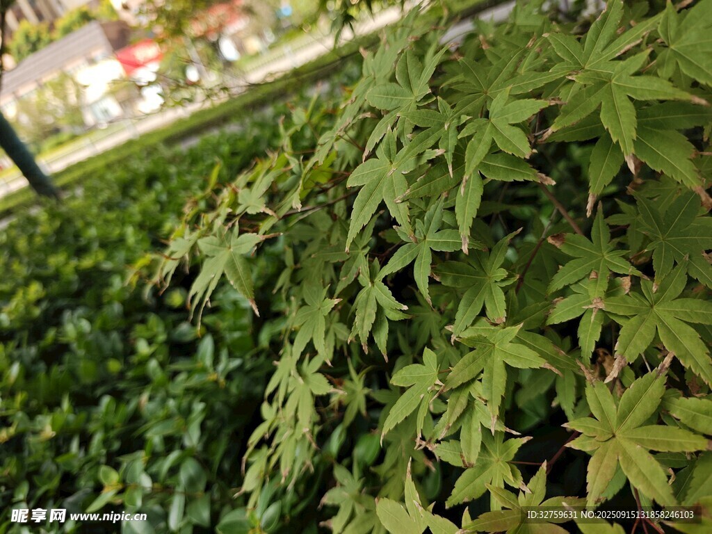 翠绿枫叶植物景观