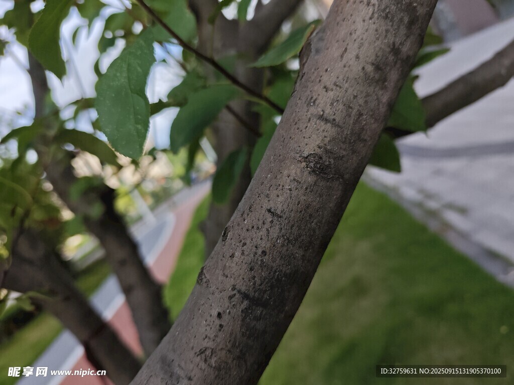 树干细节特写
