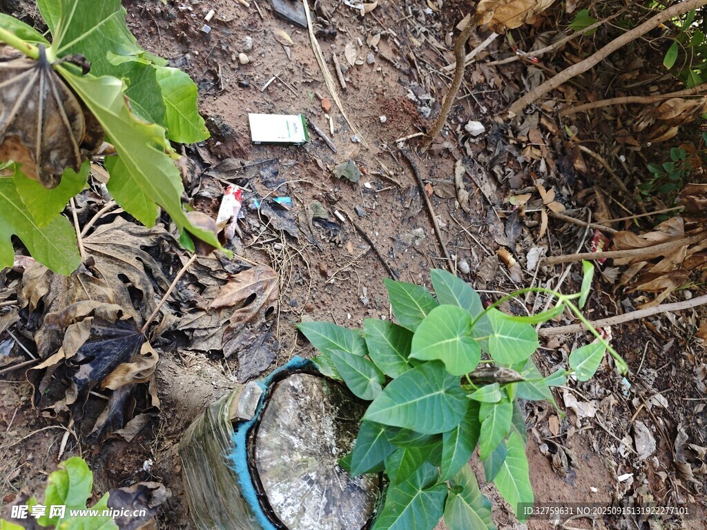 盆栽绿植生长于泥土中