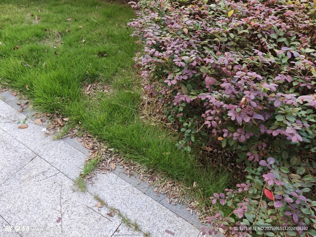 路边绿植景观