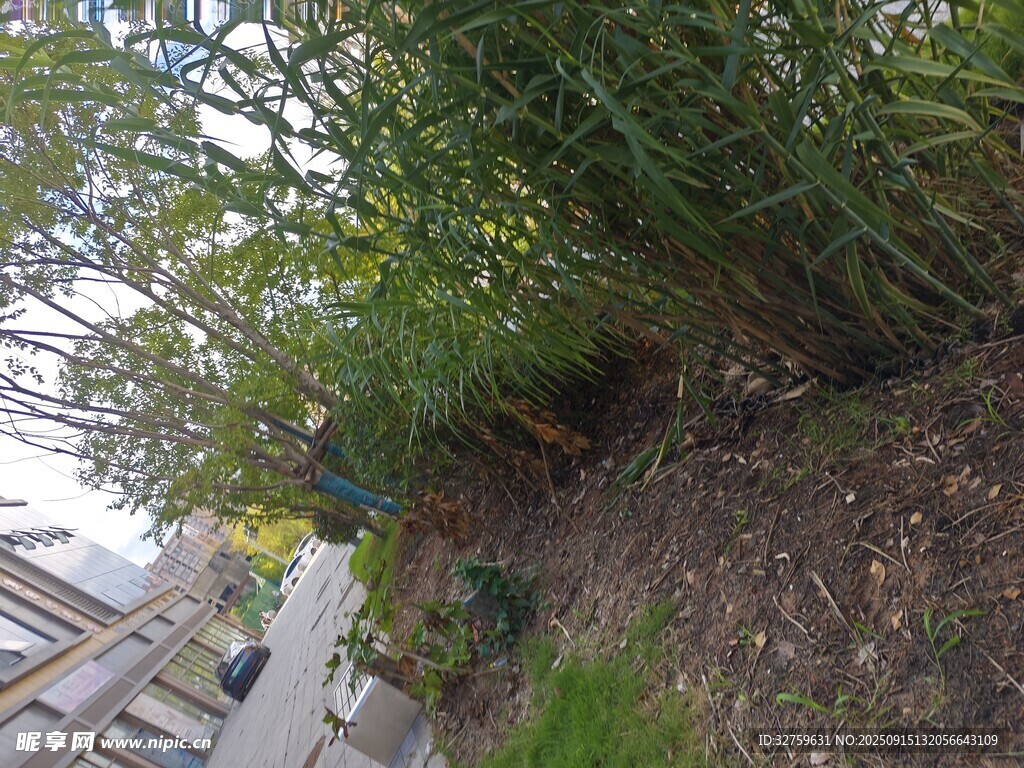 铁路旁的绿植景观