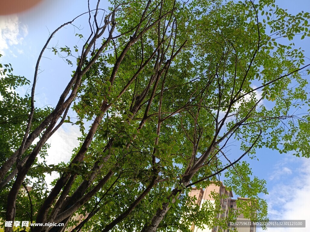 蓝天映衬下的繁茂绿树