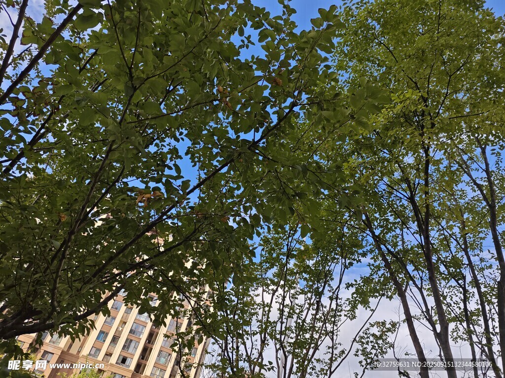 仰视葱郁竹林蓝天景象