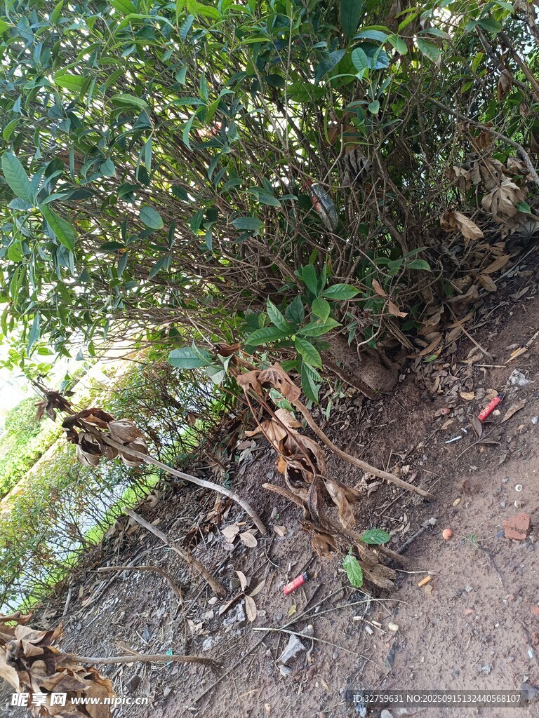 林间小径旁的繁茂绿植