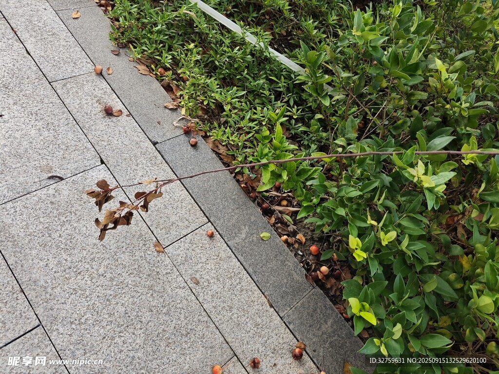 路边落叶与绿植景观