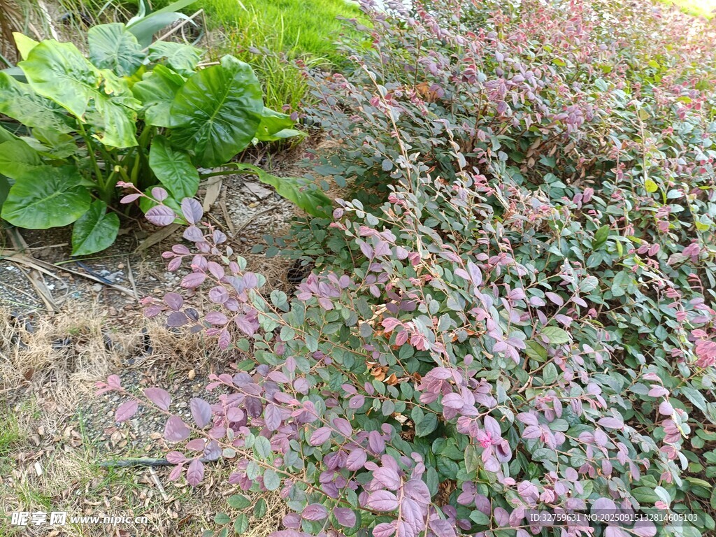 多彩植物景观