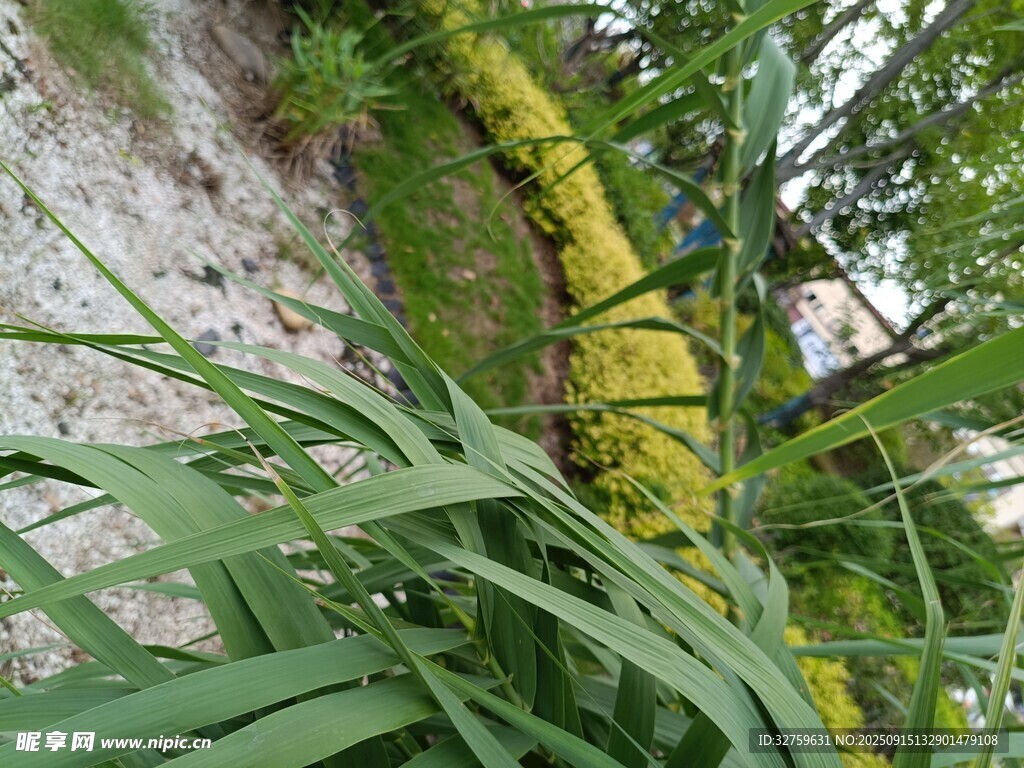 墙边绿植中的黄色仙人掌