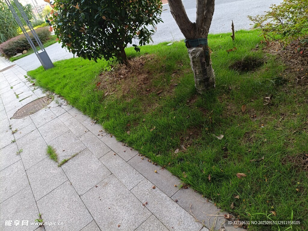 路边草地与树木景观