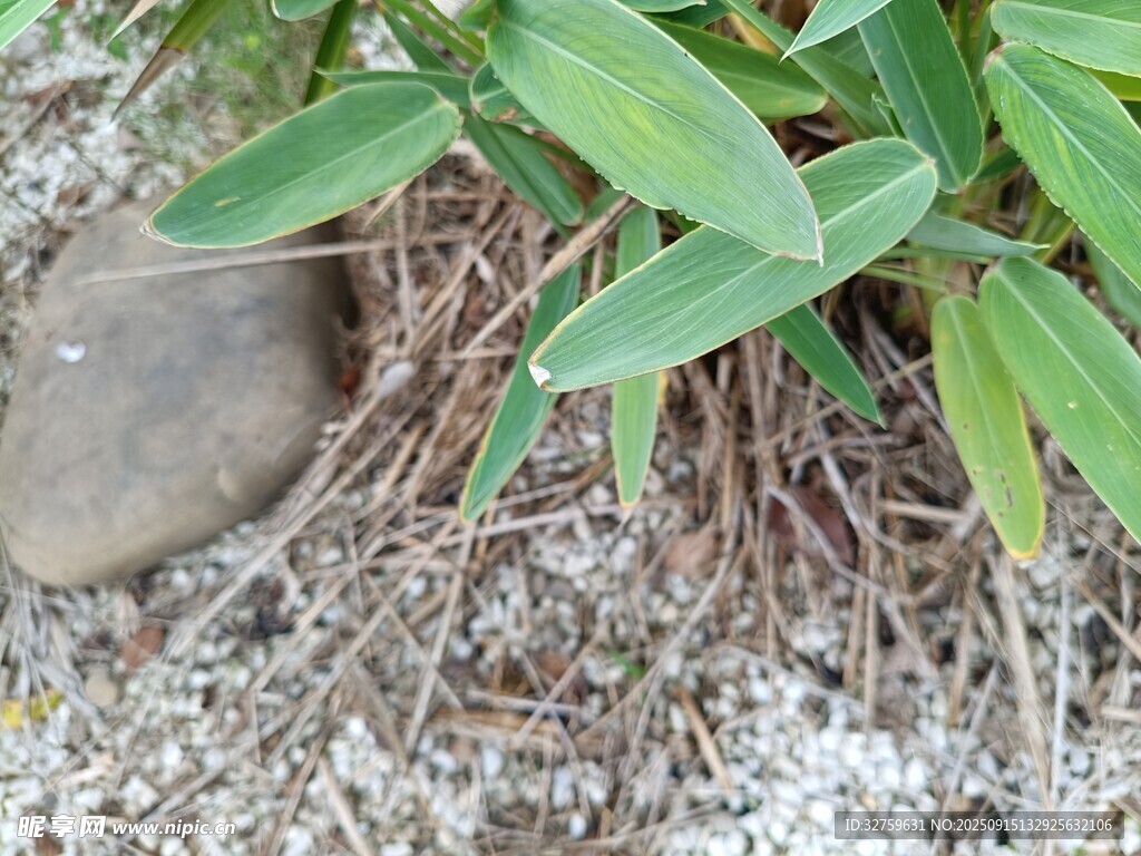 石旁绿植根系特写