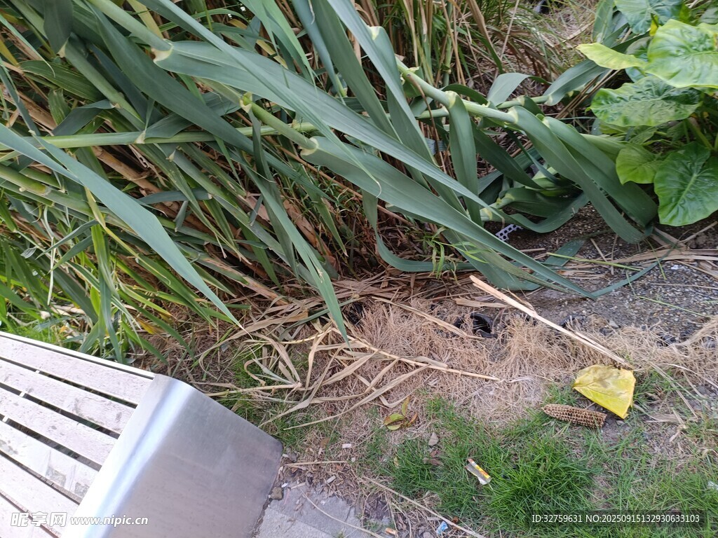 户外角落的绿植与落叶