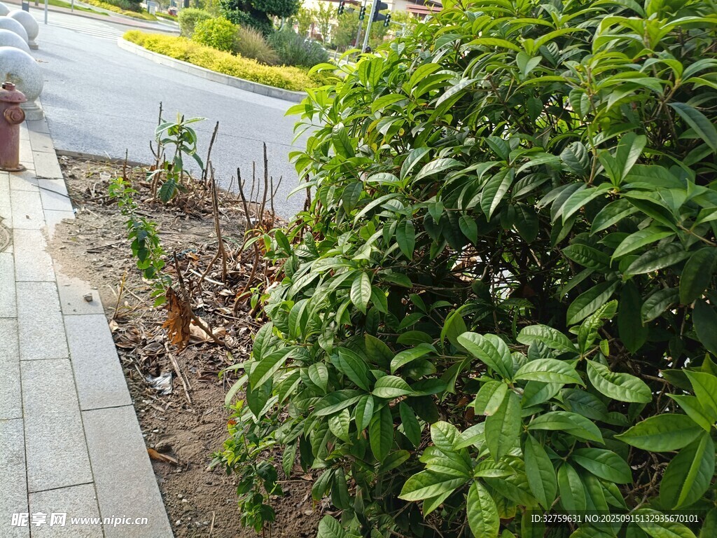 路边绿植景观