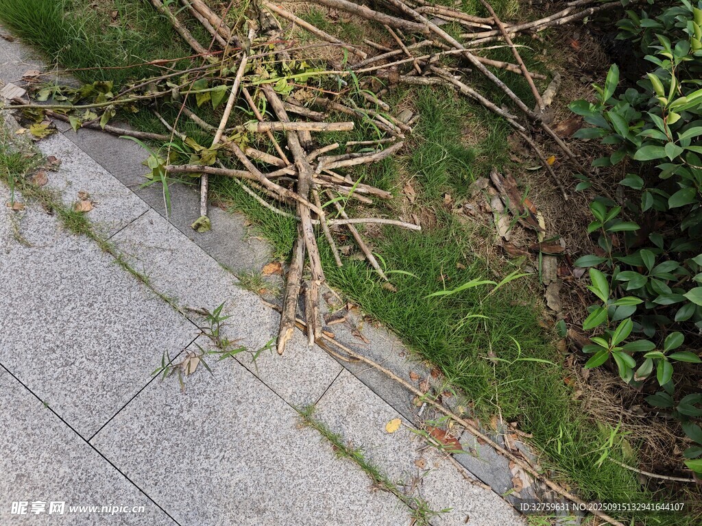 路边杂乱生长的植物