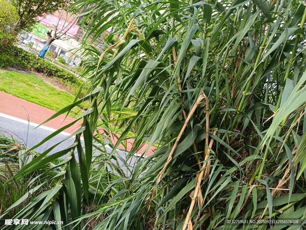翠绿繁茂的植物枝叶