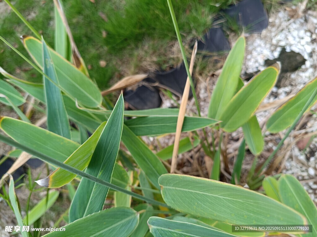 翠绿修长的植物叶片