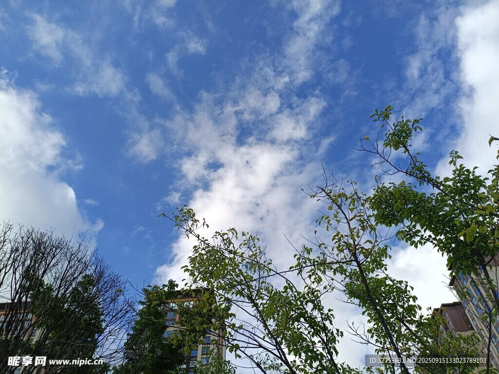 蓝天绿树间的清新景致