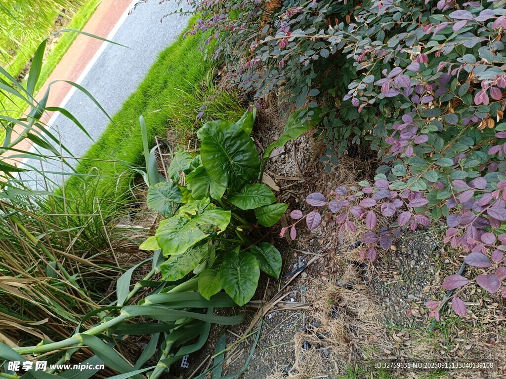 花园中的绿植与紫色花卉