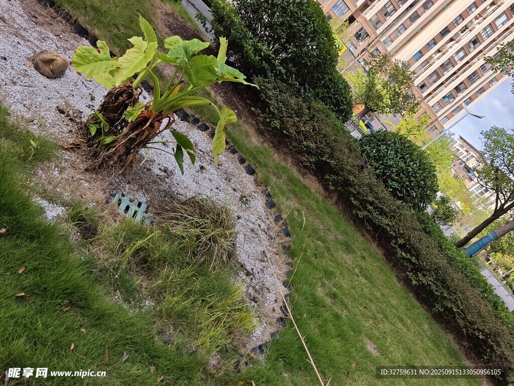 花园绿植景观一角