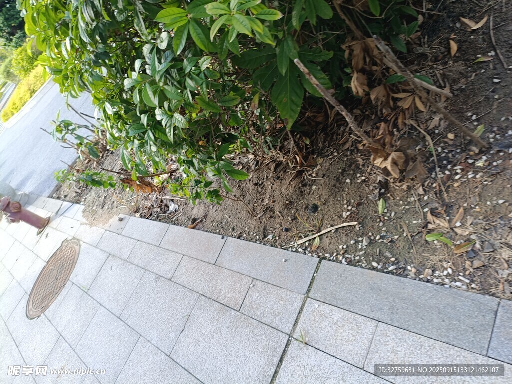 路边绿植与砖石地面景观