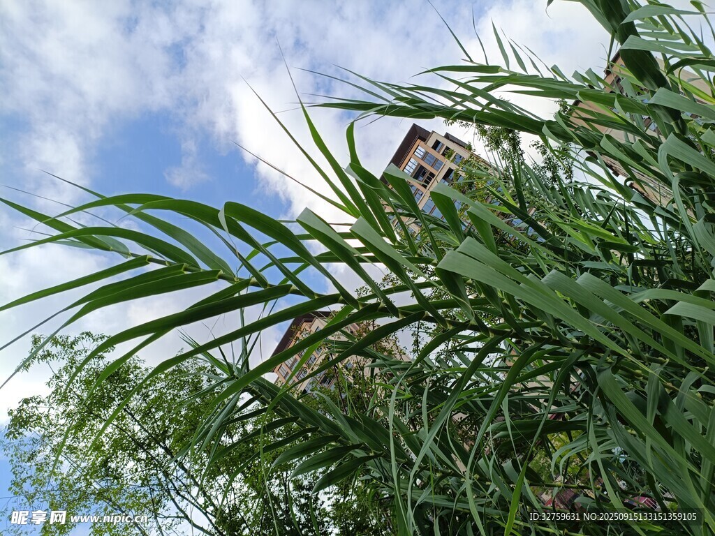 蓝天绿叶间的清新景致